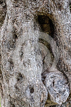 Gnarled bark of an ancient Olive Tree