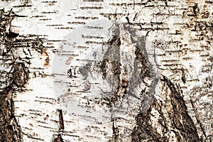Gnarled bark on mature trunk of birch tree