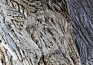 Gnarled Bark on an Old Tree Trunk