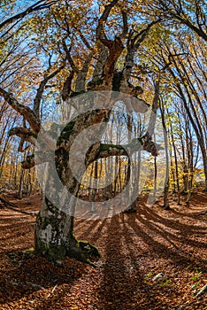 A gnarled beech tree in a sunny autumn forest