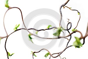 Gnarled branches