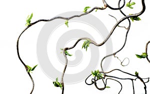 Gnarled branches photo
