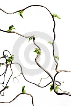 Gnarled branches