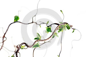 Gnarled branches photo