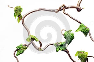 Gnarled branches