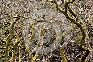 Gnarled branches of many trees