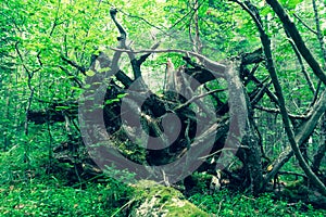 Gnarled branches and roots of an upturned tree