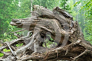 Gnarled branches and roots of an upturned tree