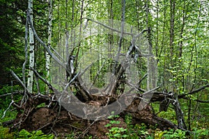 Gnarled branches and roots of an upturned tree