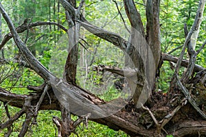 Gnarled branches and roots of an upturned tree