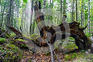 gnarled branches and roots of an upturned tree.