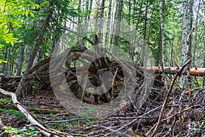gnarled branches and roots of an upturned tree.