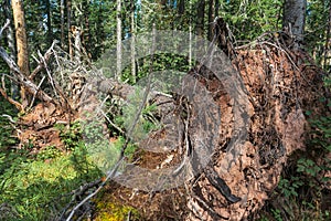 Gnarled branches and roots of an upturned tree