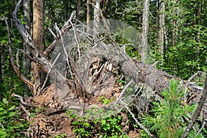 Gnarled branches and roots of an upturned tree