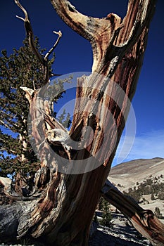 Gnarled Bristlecone pine tree