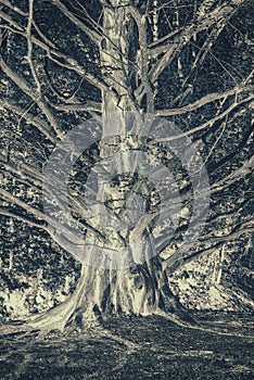 Gnarled Cedar Tree - Color Inverted