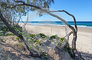 Gnarled cedar trees and sea grapes frame a view of the ocean and a wide beach with a few people sunbathing an walking on the sand