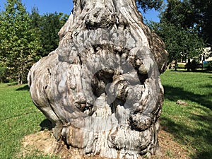 Gnarled cypress