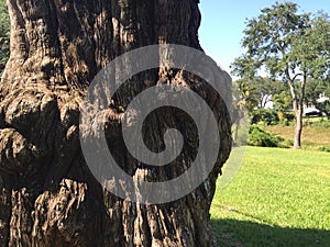 Gnarled cypress