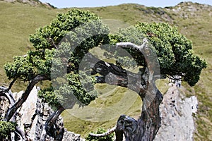 Gnarled cypress tree photo