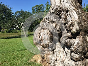 Gnarled cypress tree