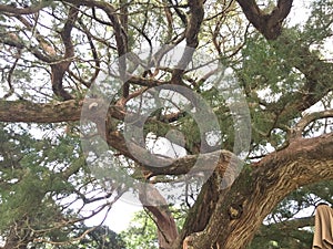 Gnarled cypress tree