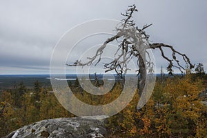 Gnarled dead dry tree on mystical mountain Vottovaara in Karelia during the golden autumn.