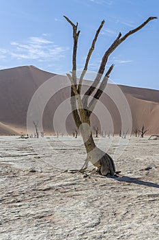 gnarled dry tree at Deadlvei pan, Naukluft desert, Namibia