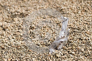 Gnarled dry twig of pine