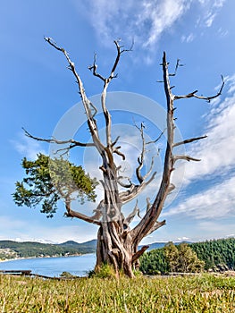 Gnarled evergreen tree at Washington Park  Anacortes  Washington