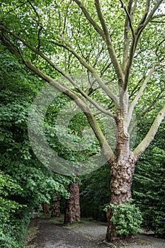 gnarled green leafy tree in the city park