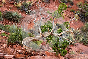 Gnarled Juniper Tree Against Red Rock in Sedona, Arizona, USA