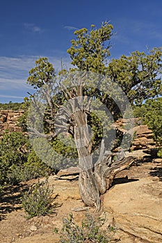 Gnarled Juniper Tree in the Desert