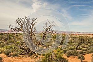 Gnarled Juniper Tree