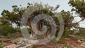 Gnarled juniper tree growing in the southwest desert