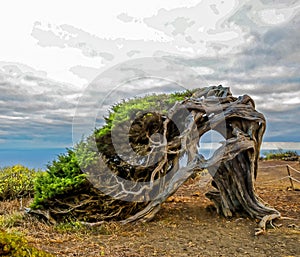 Gnarled Juniper Tree Shaped By The Wind