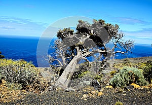 Gnarled Juniper Tree Shaped By The Wind