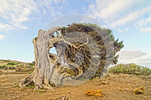 Gnarled Juniper Tree Shaped By The Wind