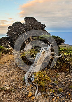 Gnarled Juniper Tree Shaped By The Wind