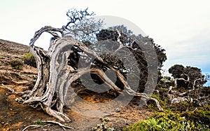 Gnarled Juniper Tree Shaped By The Wind