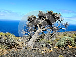 Gnarled Juniper Tree Shaped By The Wind