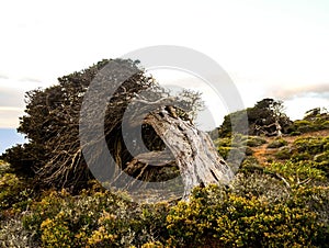 Gnarled Juniper Tree Shaped By The Wind