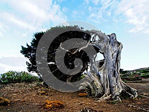 Gnarled Juniper Tree Shaped By The Wind