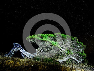 Gnarled Juniper Tree Shaped By The Wind