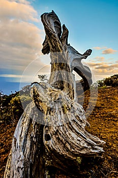 Gnarled Juniper Tree Shaped By The Wind