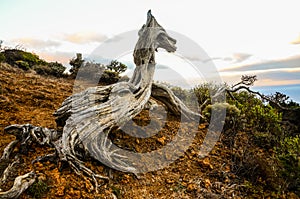 Gnarled Juniper Tree Shaped By The Wind