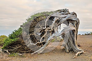 Gnarled Juniper Tree Shaped By The Wind