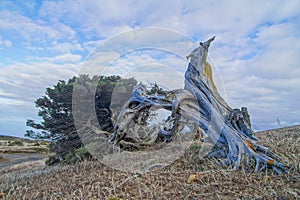 Gnarled Juniper Tree Shaped By The Wind