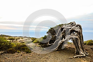 Gnarled Juniper Tree Shaped By The Wind