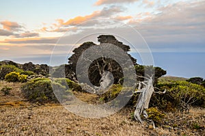 Gnarled Juniper Tree Shaped By The Wind